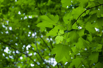 Fototapeta na wymiar Grünes Bergahorn Laub im Frühjahr (Acer pseudoplatanus) | Sycamore Maple leafs in Germany