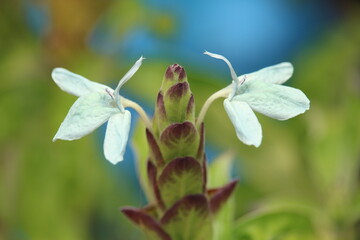 Blue Crossandra flowers resemble butterfly