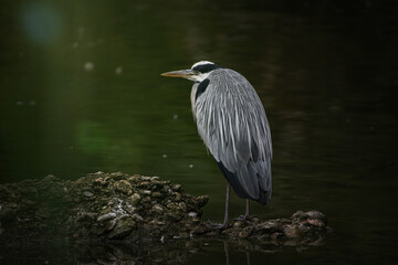Naklejka premium Graureier