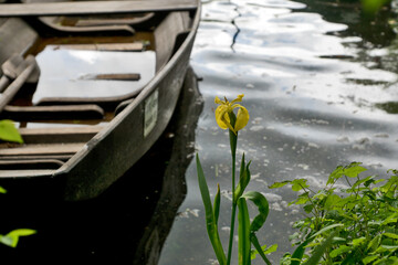 Yellow water lily with a rowboat in background
