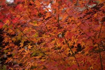 red autumn leaves
