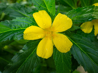 a single yellow flower in close up with water droplets on the petals surrounded by green leaves