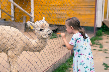 5 years old girl is feeding alpaca in the Zoo