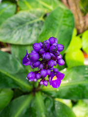 in the foreground many purple small flowers in close-up, in the background green leaves