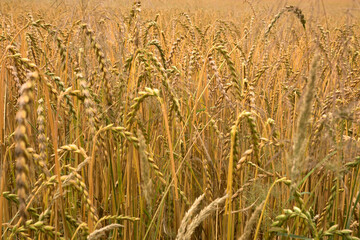 Ripe wheat field near Karlsruhe