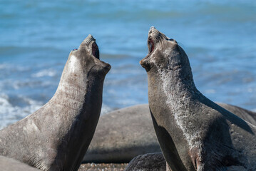 Juvenile males elephant seals fighting, Peninsula Valdes, Patagonia, Argentina