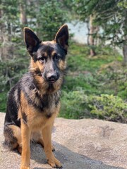 german shepherd puppy