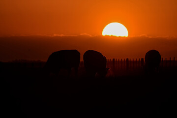 Cows silhouettes  grazing, La Pampa, Patagonia, Argentina.