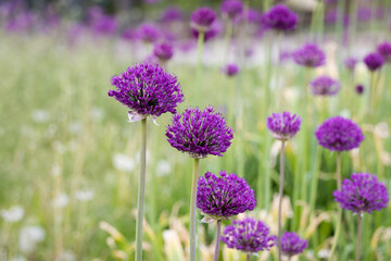 purple flowers
