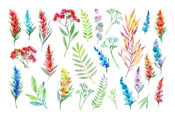 Wildflowers branches and leaves of plants. A set of watercolor flowers isolated on a white background. A collection of plant elements for creating greeting cards, wedding invitations, wallpapers.