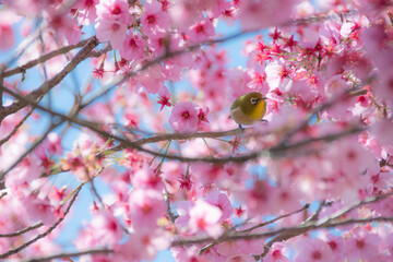 pink cherry blossom