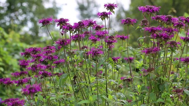 Close up bergamot Monarda didyma. Monarda Didyma is an American herb that is used to flavour Earl Grey tea