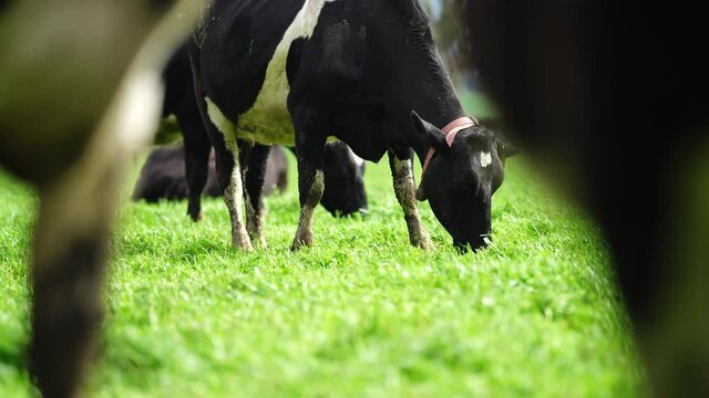 Dairy Cows grassing on green grass in spring, in Australia.