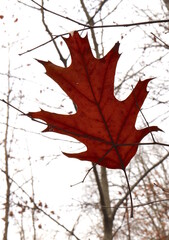 Fototapeta premium Autumn Leaf Suspended on Tree Branch