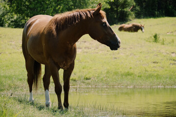 Obraz premium Sorrel quarter horse in summer pasture by pond water.