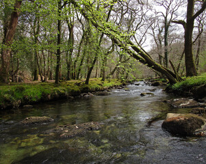 Along the River Walkham