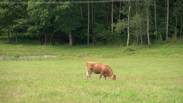 A brown Cow grazing in the medow near the forest eating fresh grass in Zielenica, Poland, shot in 4k.