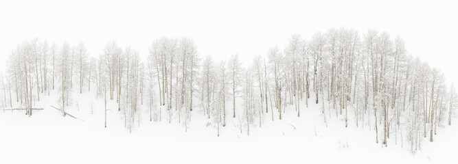 Pale Aspen Panorama