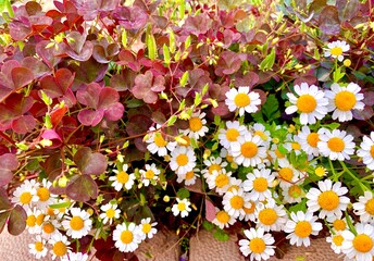 chamomile and red oxalis, garden flowers