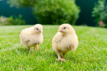 Two small broiler chickens are walking on green lawn. Gallus callus domestics. Shallow depth of field. Focus on the chicken standing in front. - obrazy, fototapety, plakaty