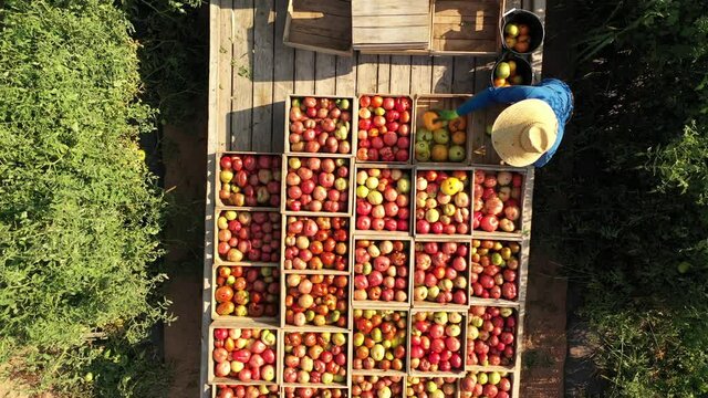Overhead view of man with straw hat and red shirt sorting tomatoes on a flatbed in a tomato field at sunrise.