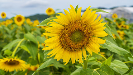 ひまわり畑と青空の背景画像 