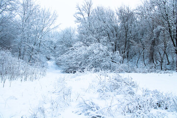 Wonderful, beautiful winter forest landscape. Tall black tree in the park. Wood hills covered with white snow. Uninhabited wilderness. Cold weather, season. Frosty day outdoors in December, January.