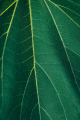 macro photography of a large leaf of a green plant in summer with visible plant details