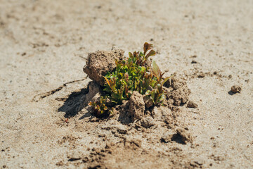 small green shoots make their way through the sandy arid yellow soil in the summer afternoon