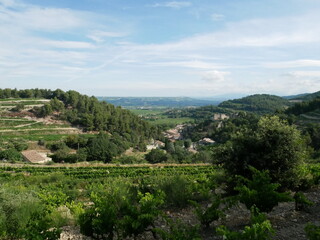 Fototapeta na wymiar Vue depuis la forêt sur les vignes de Bourgogne 