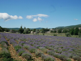 Champs de lavande