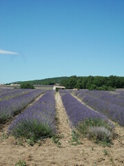 Champs de lavande