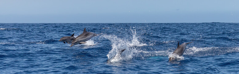 Atlantic spotted dolphins jumping and leaping in the waves