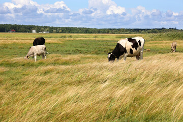 Piękny pejzaż z widokiem na pastwisko i pasące się krowy. 
