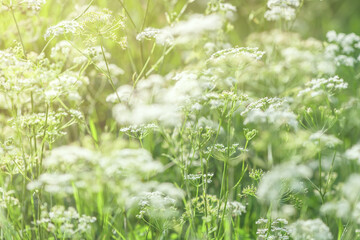 beautiful natural background. white yarrow flowers © iloli