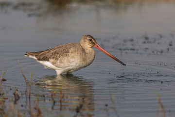 Black-tailed godwit (Limosa limosa) at Manglajodi, Odisha, India 