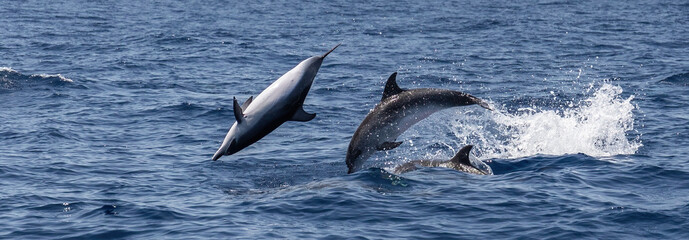 Atlantic spotted dolphins jumping and leaping in the waves