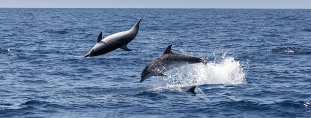 Atlantic spotted dolphins jumping and leaping in the waves