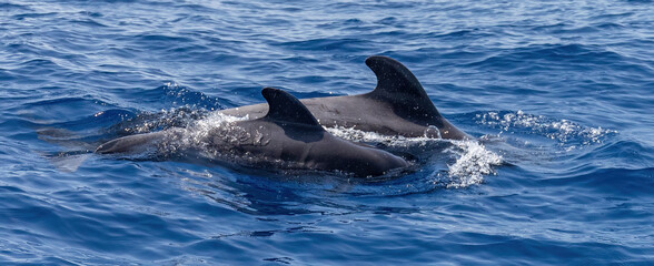 Pilot whales: mother and calf