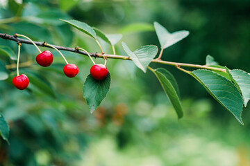 Bunches of ripe red cherries on a tree branch. Organics, agriculture. Soft selective focus.