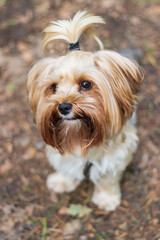 Young beautiful Yorkie dog with a ponytail on its head. Sitting in the woods