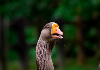 talking goose with orange beak on green and black background