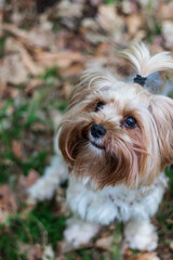 Naklejka na ściany i meble Young beautiful Yorkie dog with a ponytail on its head. Sitting in the woods