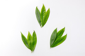 Obraz premium Green leaves on white background, flat lay. Deco, botanical set.