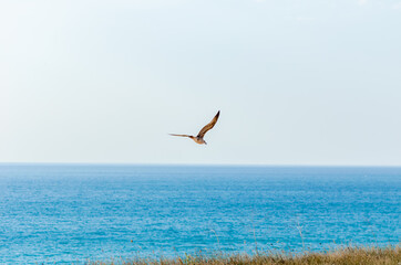 Fototapeta na wymiar gull flies against the background of the sea