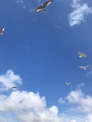 seagull in flight