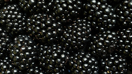 Texture background from a large number of blackberries. Natural berry background