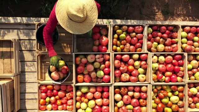 Closeup overhead view of man with straw hat and red shirt sorting tomatoes on a flatbed in a tomato field at sunrise.