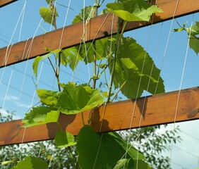 Winorośl na drewnianym ogrodzeniu - 450103348