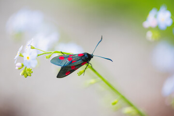 Zygène © Lucie du Hommet